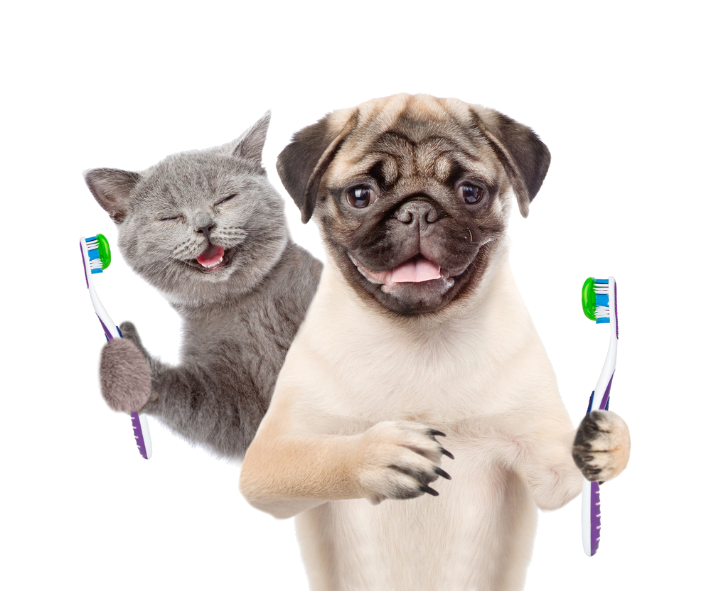 Pawsitivly Clean Pet Dental u2013 We Do House Calls!
